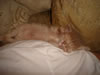 DSC01617